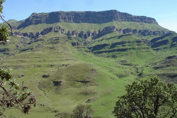 Protea roupelliae subsp. roupelliae